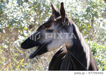 オカピ オカピ 97798480