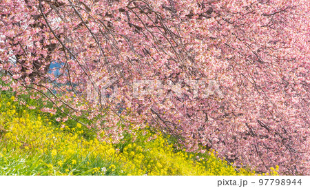 南伊豆町・下賀茂の河津桜 97798944