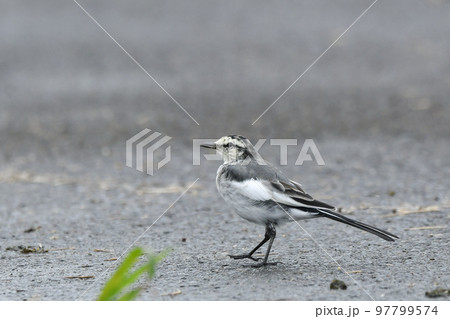 ハクセキレイ 97799574