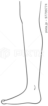 真横から見た右脚のイラスト 97799774