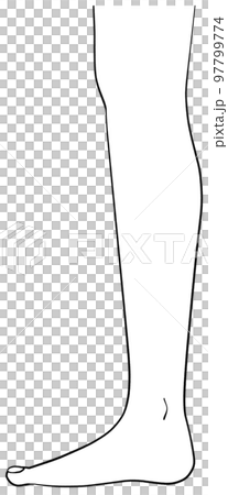 真横から見た右脚のイラスト 97799774