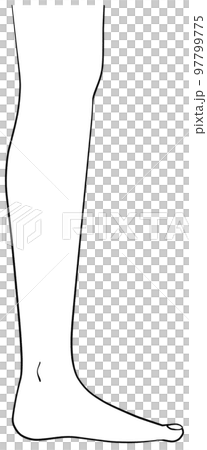 真横から見た左脚のイラスト 真横から見た左脚のイラスト 97799775