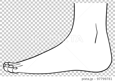 Illustration of the left leg seen from the side 97799781