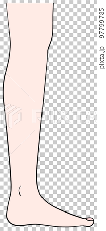 Illustration of the left leg seen from the side Illustration of the left leg seen from the side 97799785