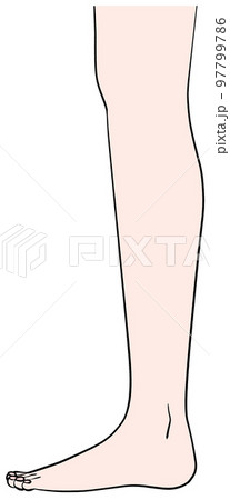 真横から見た左脚のイラスト 真横から見た左脚のイラスト 97799786