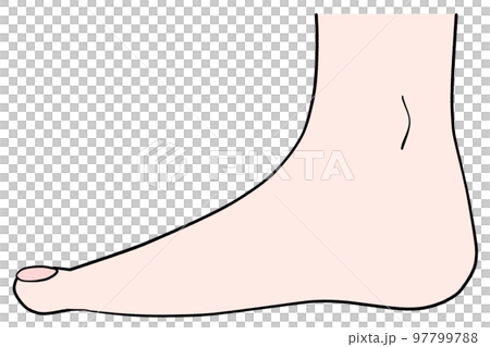 Illustration of the right leg seen from the side 97799788