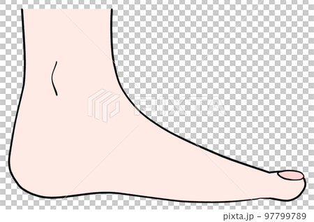 Illustration of the left leg seen from the side Illustration of the left leg seen from the side 97799789