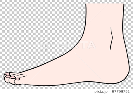 Illustration of the left leg seen from the side 97799791