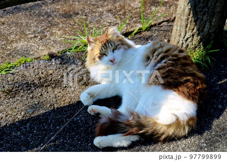 もふもふな猫　春の陽ざし 97799899