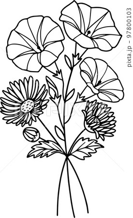 朝顔 星状体 誕生日 97800103