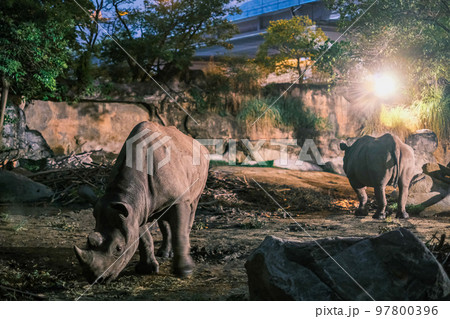 【#天王寺動物園】ナイトサファリのサイ 97800396