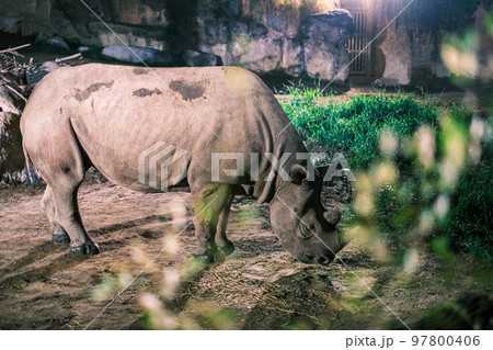【#天王寺動物園】ナイトサファリのサイ 97800406
