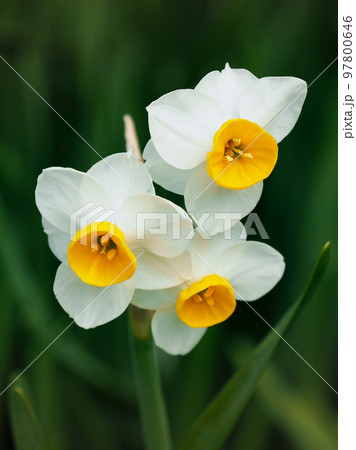 スイセン(自然質感撮影) 97800646