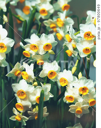 スイセン(自然質感撮影) 97800649