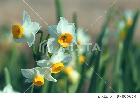 スイセン(自然質感撮影) 97800654