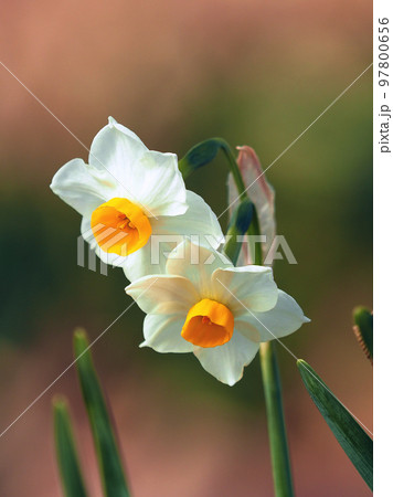 スイセン(自然質感撮影) 97800656