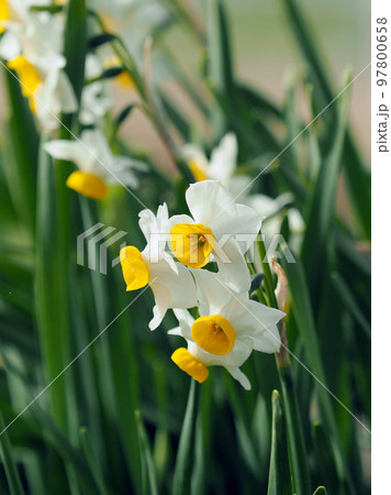 スイセン(自然質感撮影) スイセン(自然質感撮影) 97800658