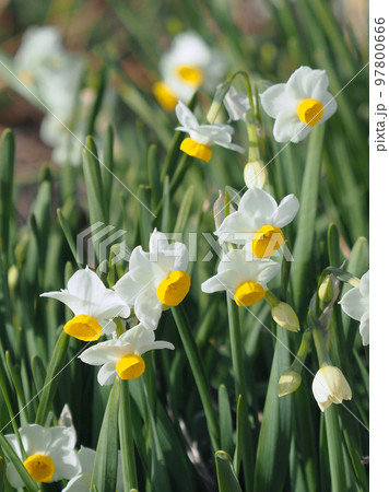 スイセン(自然質感撮影) 97800666