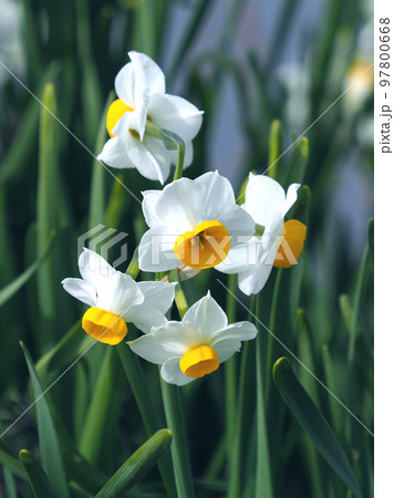 スイセン(自然質感撮影) 97800668