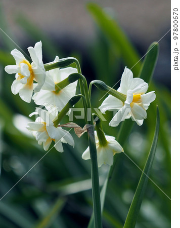 スイセン(自然質感撮影) スイセン(自然質感撮影) 97800670
