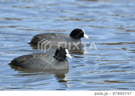 オオバン 97800747