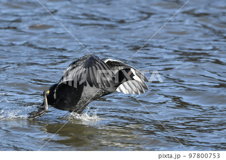 オオバン 97800753