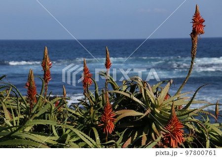 下田市白浜のアロエが満開のアロエ祭り 97800761