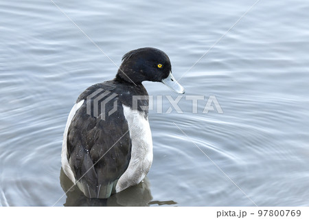キンクロハジロ キンクロハジロ 97800769