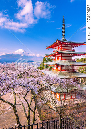 【山梨県・富士吉田市】春の新倉山浅間公園から見る富士山 4月 【山梨県・富士吉田市】春の新倉山浅間公園から見る富士山 4月 97800828