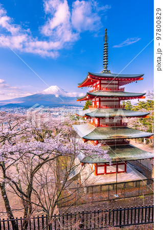 【山梨県・富士吉田市】春の新倉山浅間公園から見る富士山 4月 【山梨県・富士吉田市】春の新倉山浅間公園から見る富士山 4月 97800829