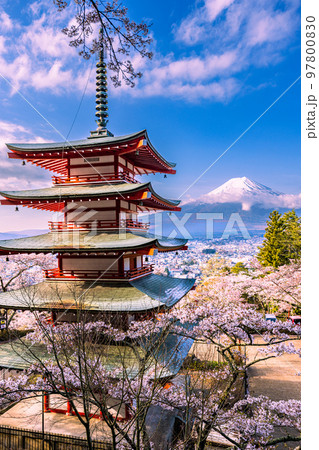 【山梨県・富士吉田市】春の新倉山浅間公園から見る富士山 4月 97800830