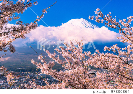 【山梨県・富士吉田市】春の新倉山浅間公園から見る富士山 4月 【山梨県・富士吉田市】春の新倉山浅間公園から見る富士山 4月 97800864