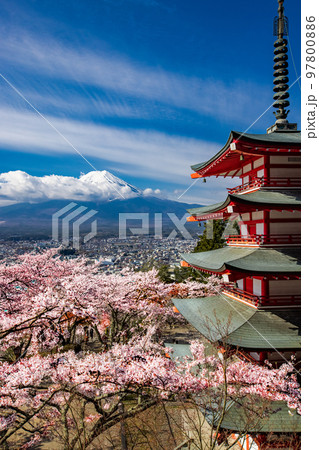 【山梨県・富士吉田市】春の新倉山浅間公園から見る富士山 4月 【山梨県・富士吉田市】春の新倉山浅間公園から見る富士山 4月 97800886