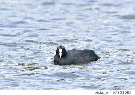 オオバン オオバン 97801065