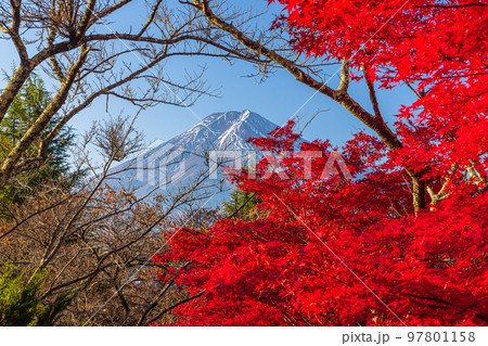 【山梨県・富士吉田市･新倉山浅間公園】富士山と紅葉が織り成す日本の秋 11月 97801158