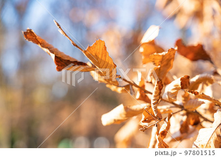 枯れ葉・冬 イメージ 枯れ葉・冬 イメージ 97801515