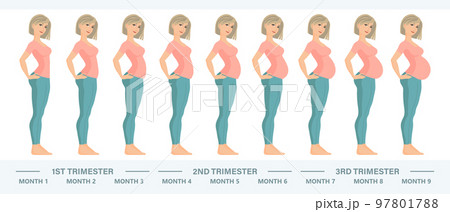 Young pregnant woman set. Fetal growth at different stages of pregnancy, monthly period. Illustration, vector. Young pregnant woman set. Fetal growth at different stages of pregnancy, monthly period. Illustration, vector. 97801788