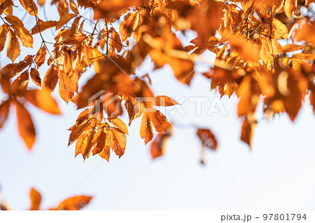 枯れ葉・冬 イメージ 97801794