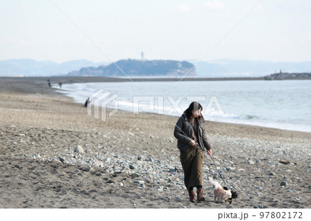 江ノ島を背景に砂浜を歩く二頭のロングコートチワワとその飼い主の女性 江ノ島を背景に砂浜を歩く二頭のロングコートチワワとその飼い主の女性 97802172