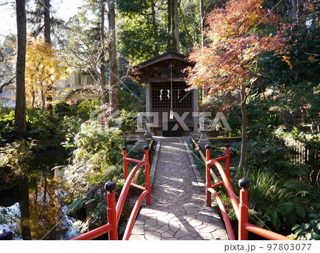 お鷹の道/真姿の池湧水群(名水百選)真姿の池 お鷹の道/真姿の池湧水群(名水百選)真姿の池 97803077