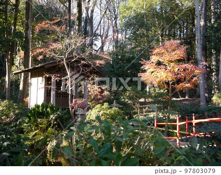 お鷹の道/真姿の池湧水群(名水百選)真姿の池 お鷹の道/真姿の池湧水群(名水百選)真姿の池 97803079