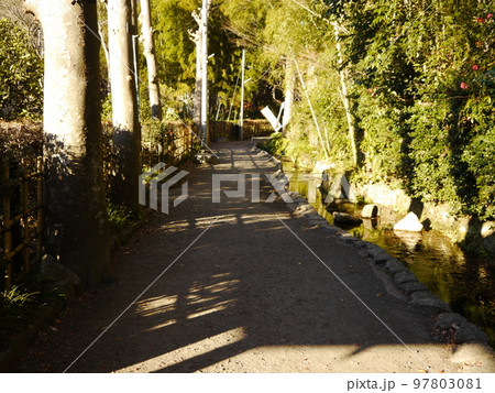 お鷹の道/真姿の池湧水群(名水百選)お鷹の道 お鷹の道/真姿の池湧水群(名水百選)お鷹の道 97803081