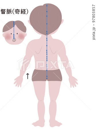 奇経八脈の督脈の流注を男性の身体で表したイラスト 奇経八脈の督脈の流注を男性の身体で表したイラスト 97803857