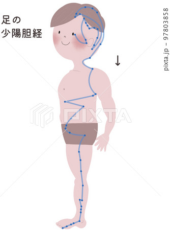 足の少陽胆経の流注を男性の身体で表したイラスト 97803858