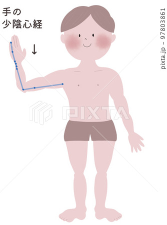 手の少陰心経の流注を男性の身体で表したイラスト 97803861