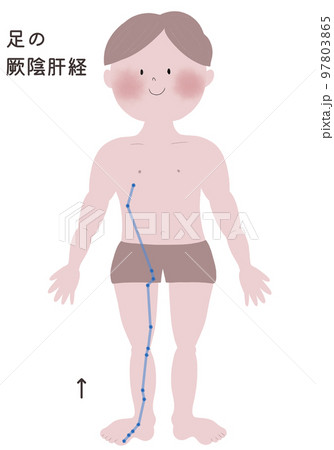 足の厥陰肝経の流注を男性の身体で表したイラスト 足の厥陰肝経の流注を男性の身体で表したイラスト 97803865