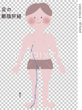 An illustration showing the flow of the foot yin liver meridian in a male body An illustration showing the flow of the foot yin liver meridian in a male body 97803865