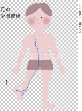 足の少陰腎経の流注を男性の身体で表したイラスト 足の少陰腎経の流注を男性の身体で表したイラスト 97803866