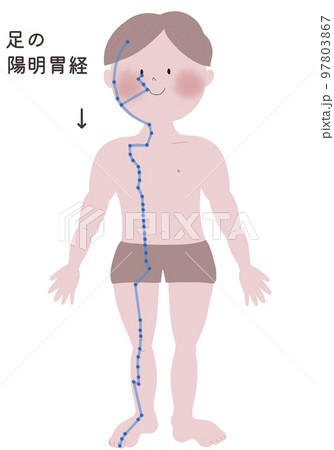足の陽明胃経の流注を男性の身体で表したイラスト 97803867