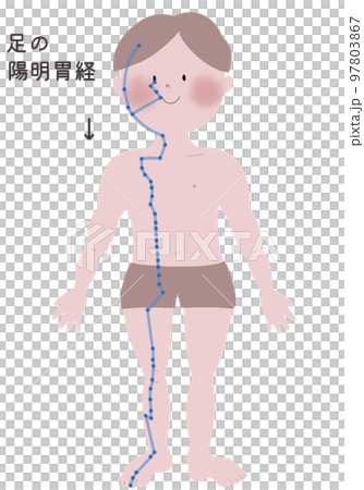 An illustration showing the flow of the Yomei Stomach meridian of the foot in a male body 97803867
